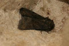 Oligia latruncula