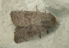 Hoplodrina blanda