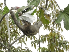 Bradypus variegatus tapajoensis