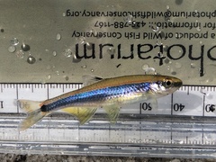 Pteronotropis metallicus