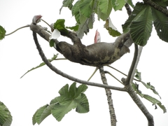 Bradypus variegatus tapajoensis