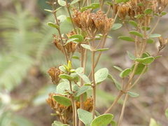 Calea fruticosa