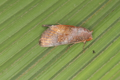 Hemicephalis laronia
