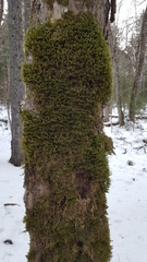 Neckera pennata image