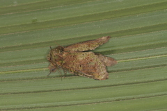 Disphragis baracoana