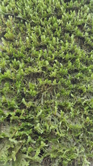 Neckera pennata image