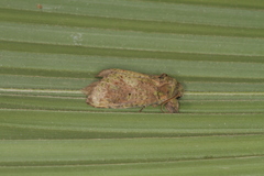 Disphragis baracoana