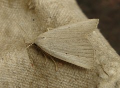Macrochilo cribrumalis