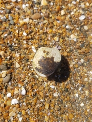 Venerupis largillierti