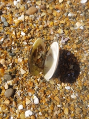 Venerupis largillierti