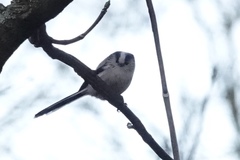 Aegithalos caudatus