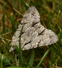 Acronicta psi