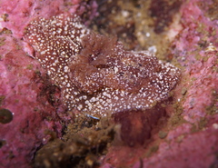 Goniodoris castanea