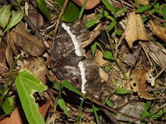 Erebus terminitincta