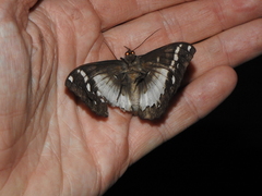 Erebus terminitincta