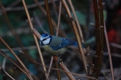Cyanistes caeruleus