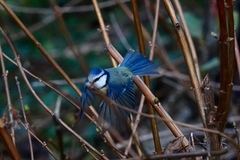 Cyanistes caeruleus