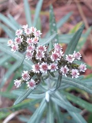 Gnaphaliothamnus salicifolius