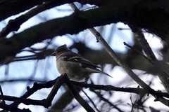 Fringilla coelebs