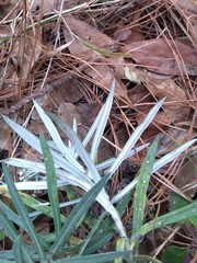 Gnaphaliothamnus salicifolius