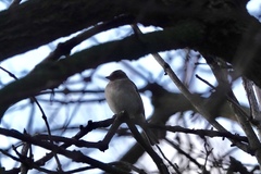 Fringilla coelebs