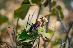 Acanthoplus longipes