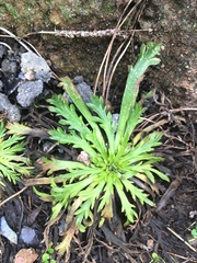 Plantago coronopus