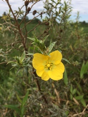 Ludwigia sericea