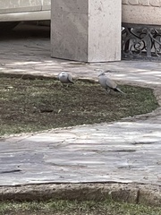 Streptopelia decaocto