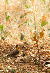 Colaptes campestris campestris