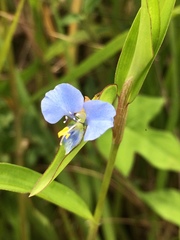 Commelina diffusa diffusa
