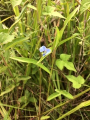 Commelina diffusa diffusa