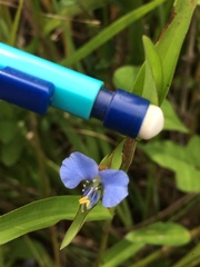 Commelina diffusa diffusa