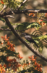 Molothrus bonariensis