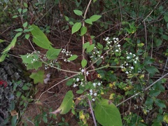 Valeriana clematitis