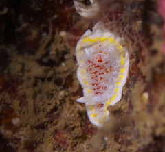 Diaphorodoris luteocincta