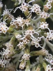 Ageratina asclepiadea