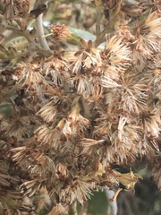Ageratina asclepiadea