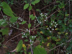 Valeriana clematitis