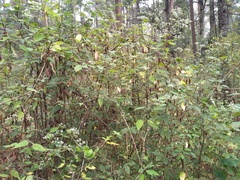 Valeriana clematitis