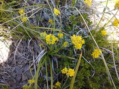 Odontarrhena muralis