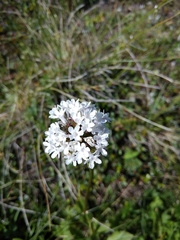 Valeriana alpestris