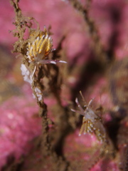 Rubramoena rubescens