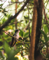 Thalurania glaucopis