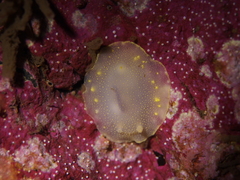 Cadlina laevis