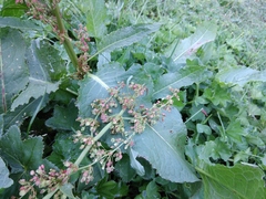 Rumex alpinus