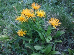 Pentanema orientale