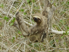 Bradypus variegatus tapajoensis