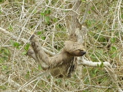 Bradypus variegatus tapajoensis