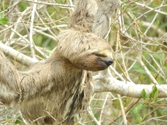 Bradypus variegatus tapajoensis